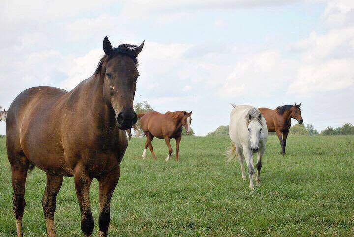 horses in lexington kentucky