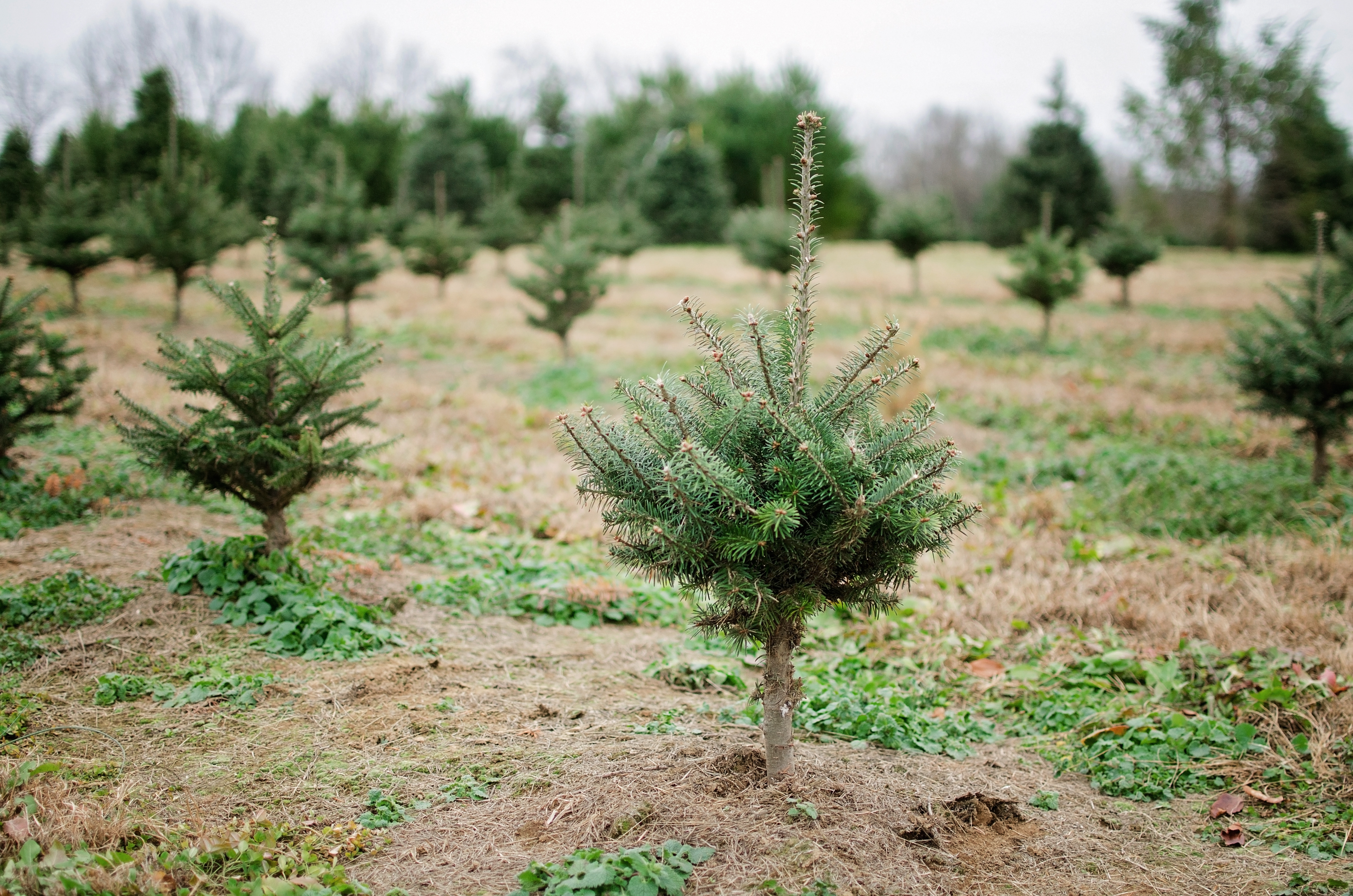 nieman's christmas tree farm