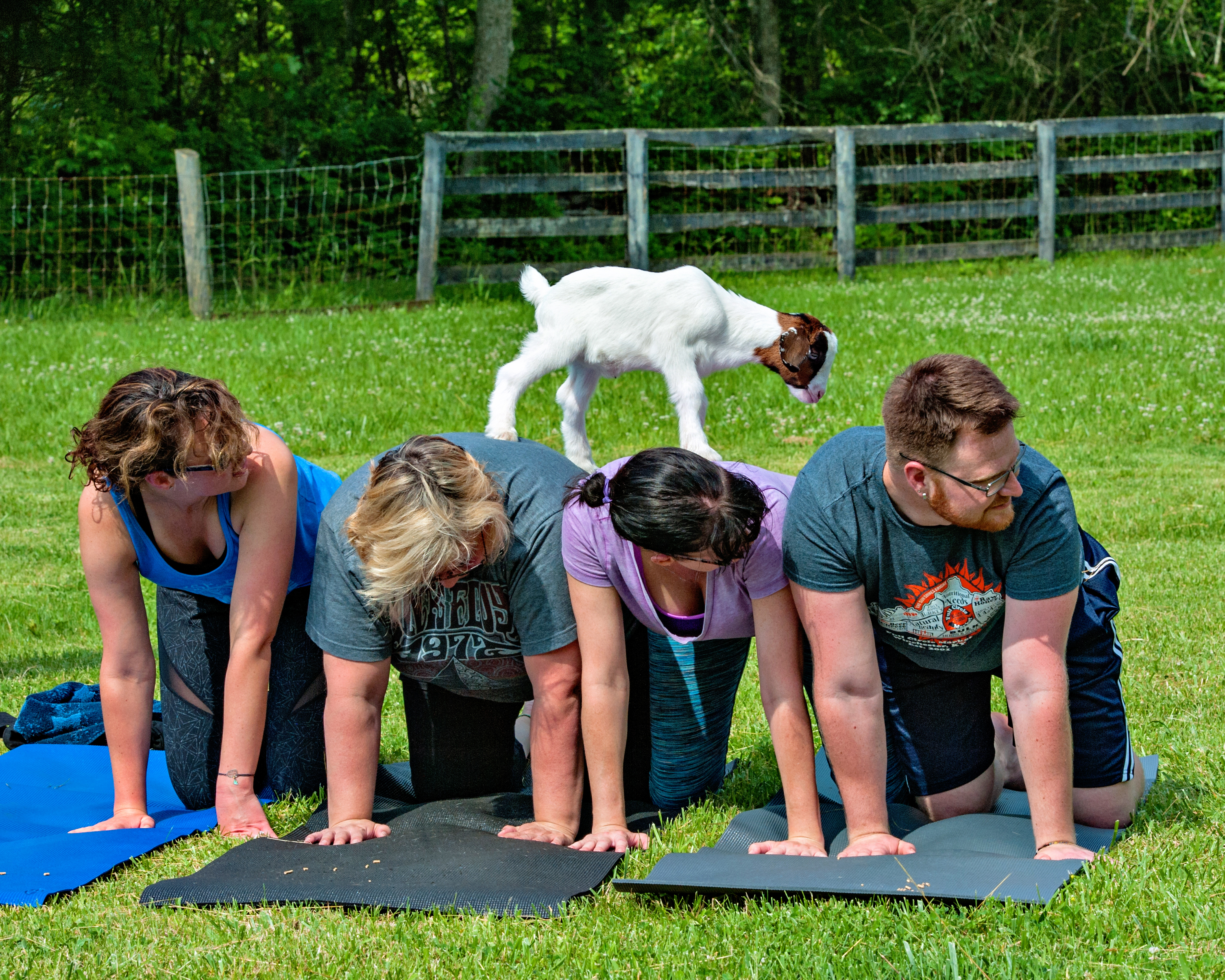 yoga with baby goats