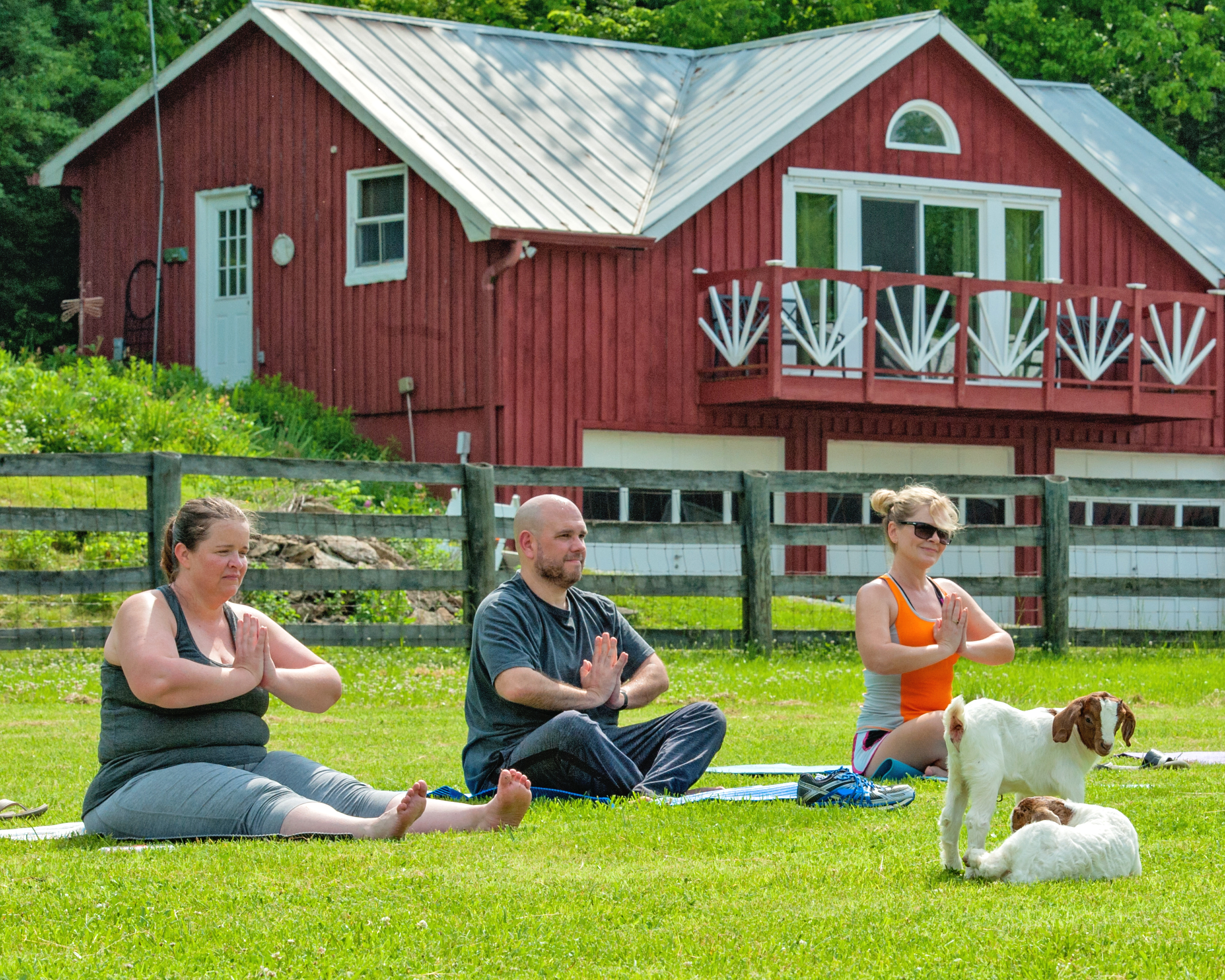 GOAT yoga set to become the latest craze as classes on Oregon farm sell out