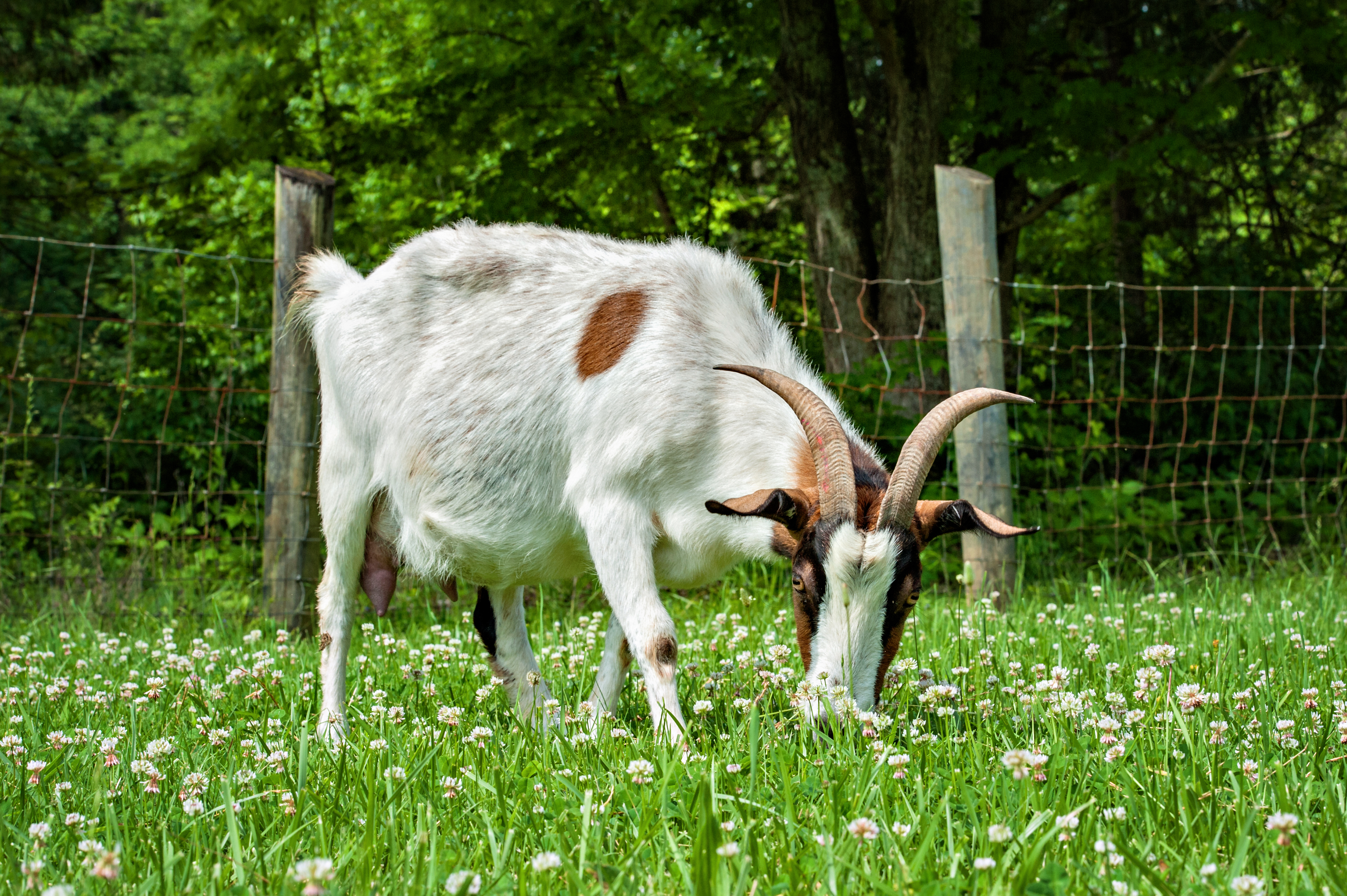 yoga with baby goats