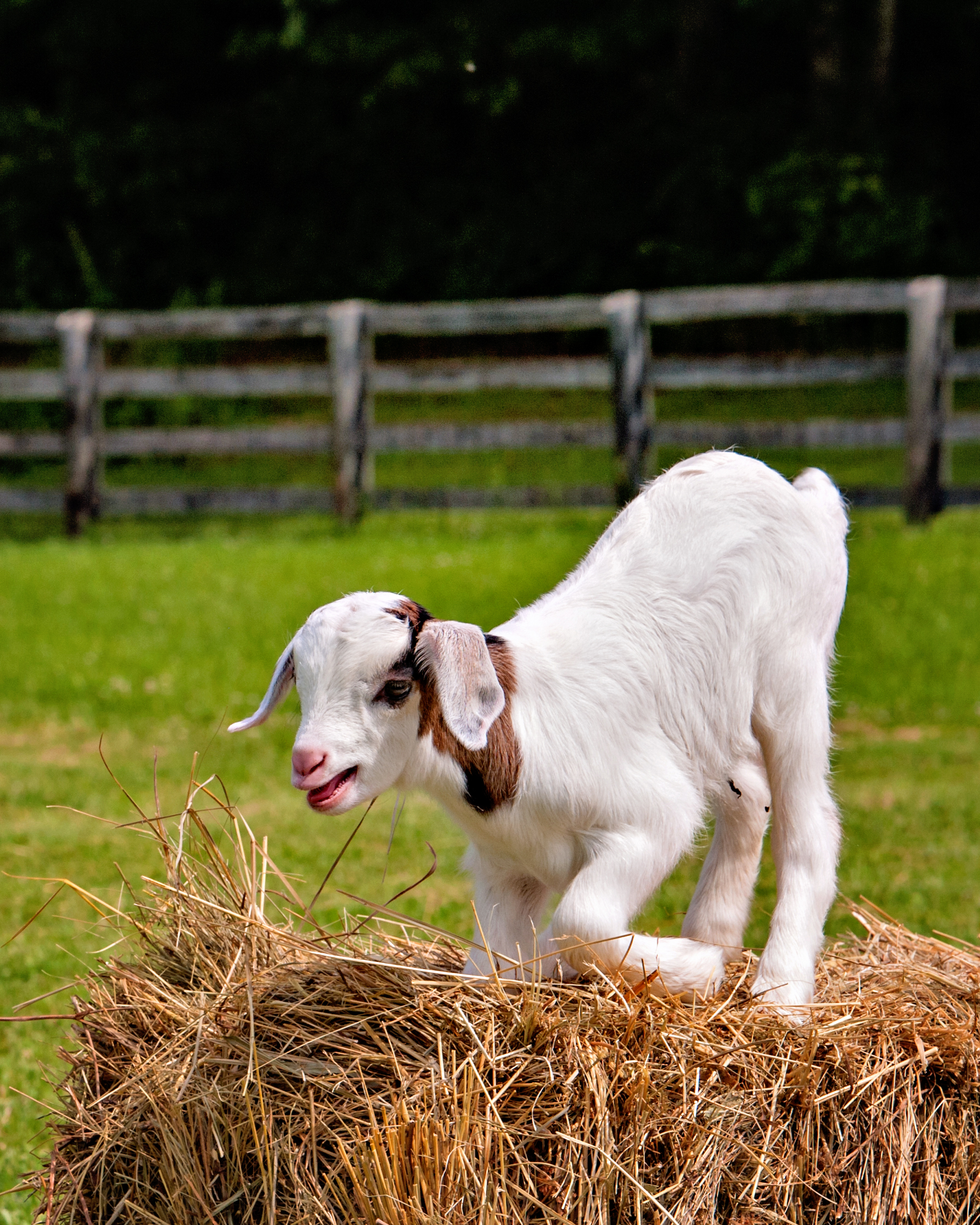 yoga with baby goats