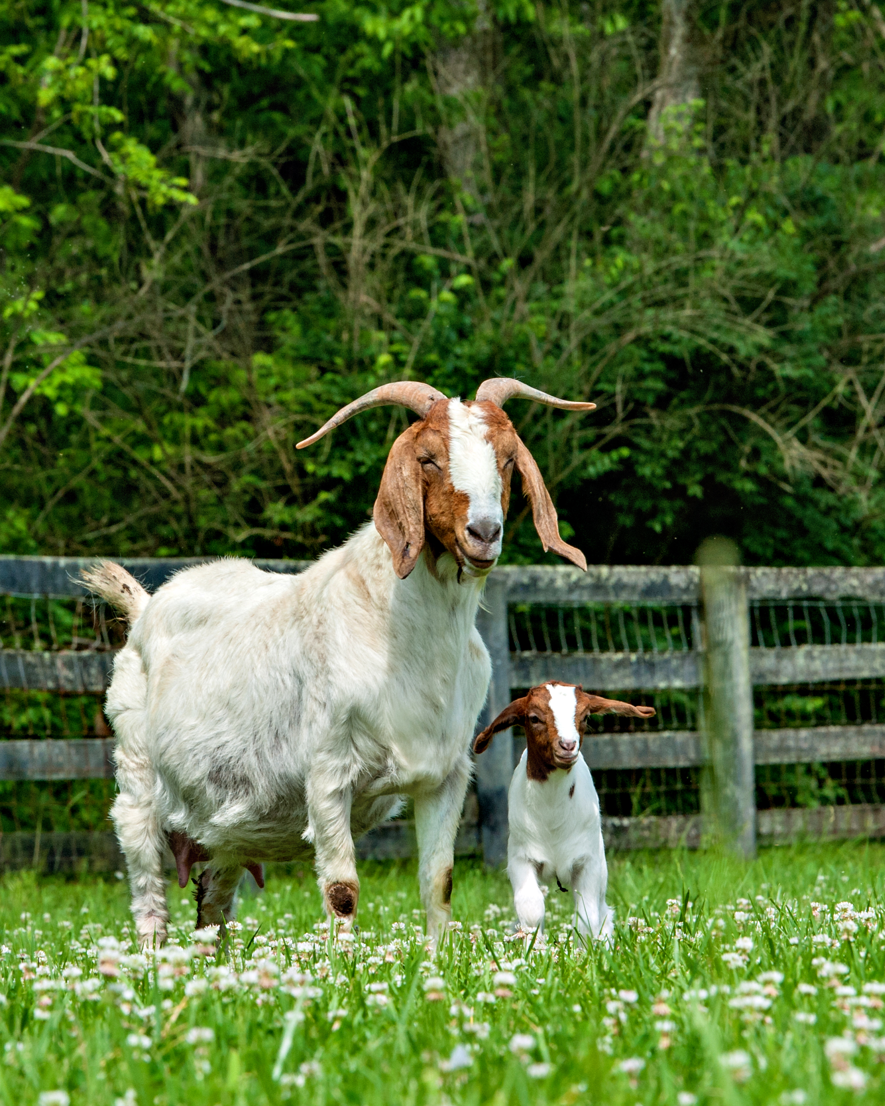 yoga with baby goats