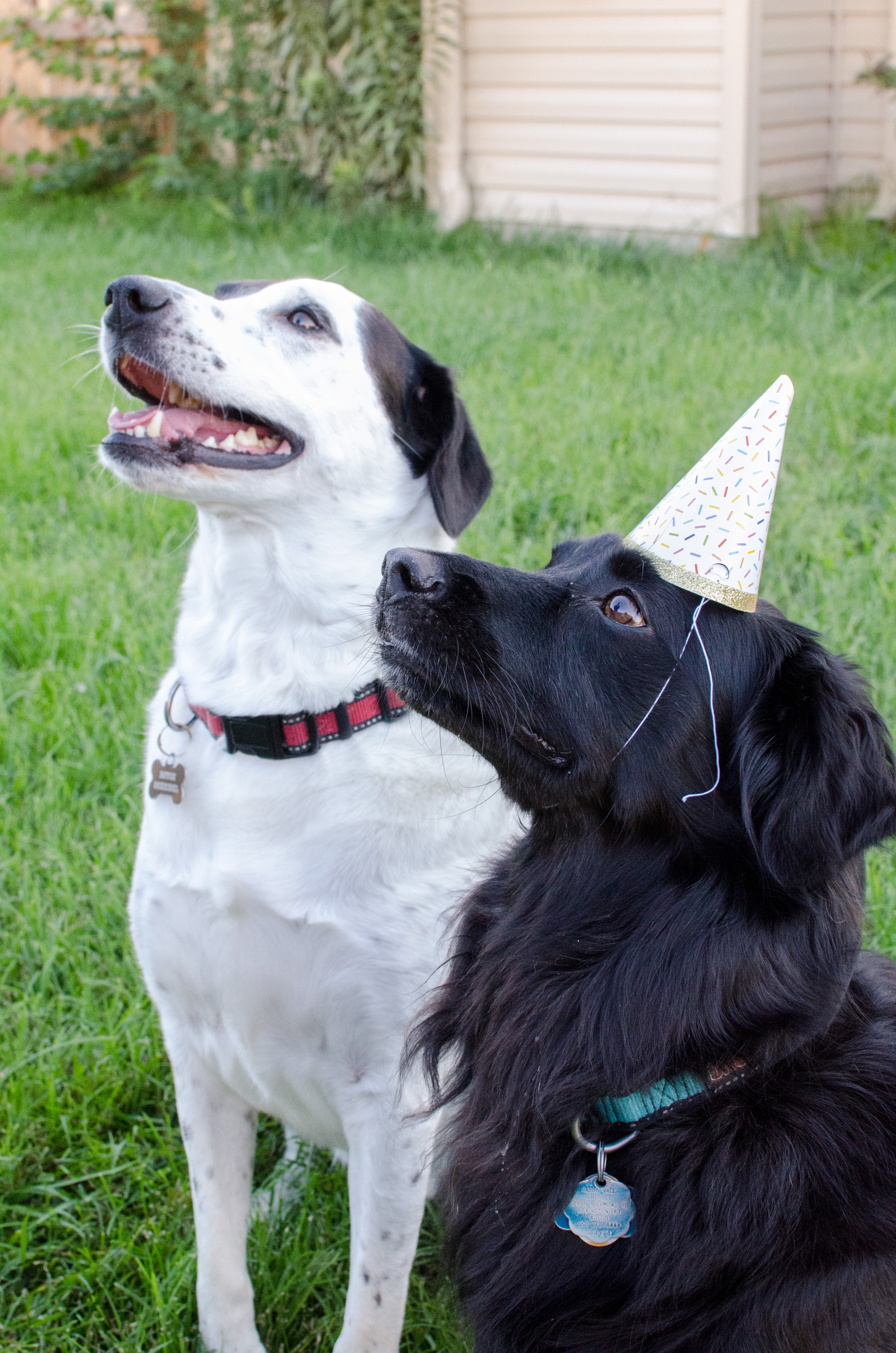 bluegrass barkery