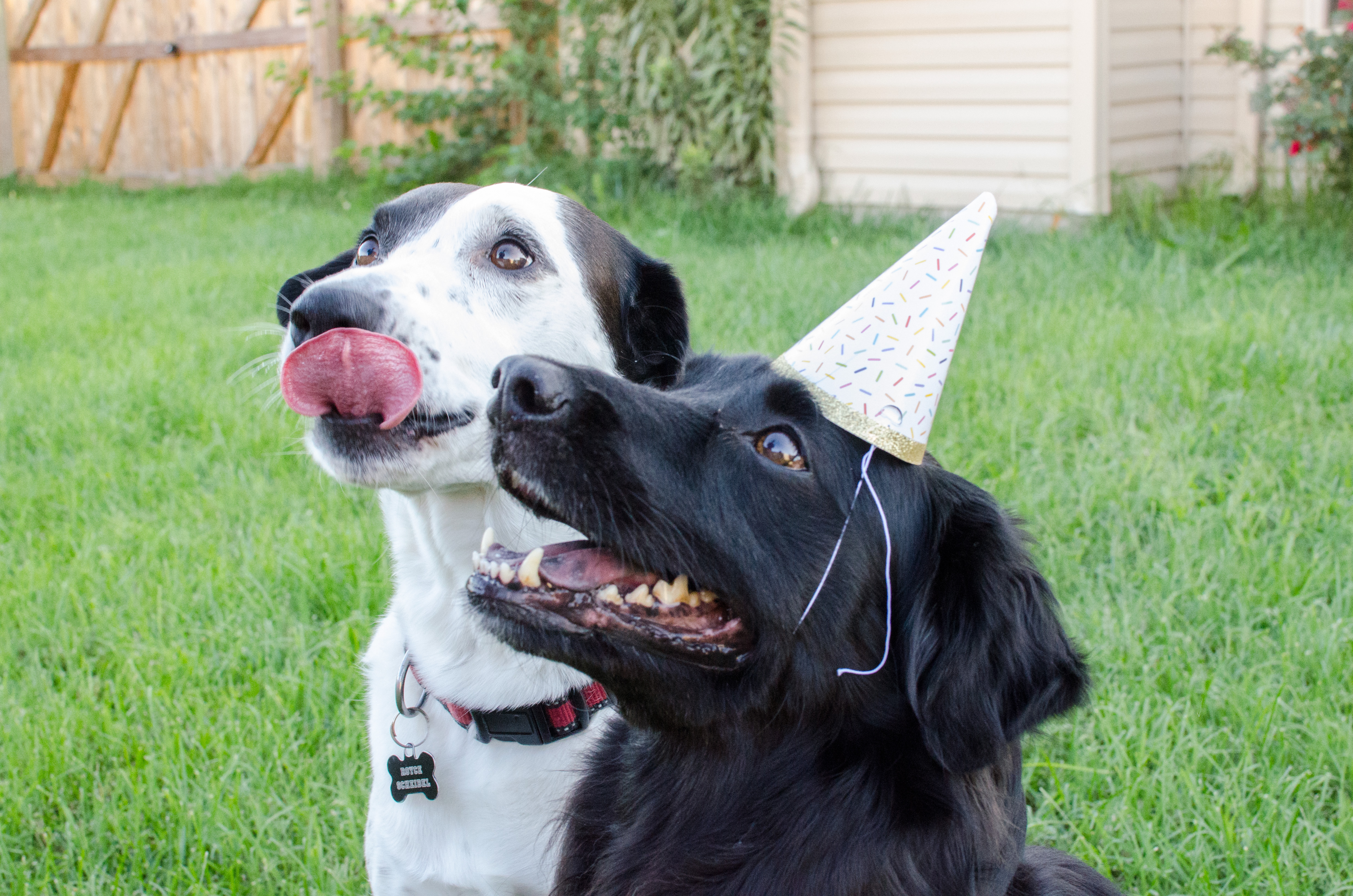 bluegrass barkery