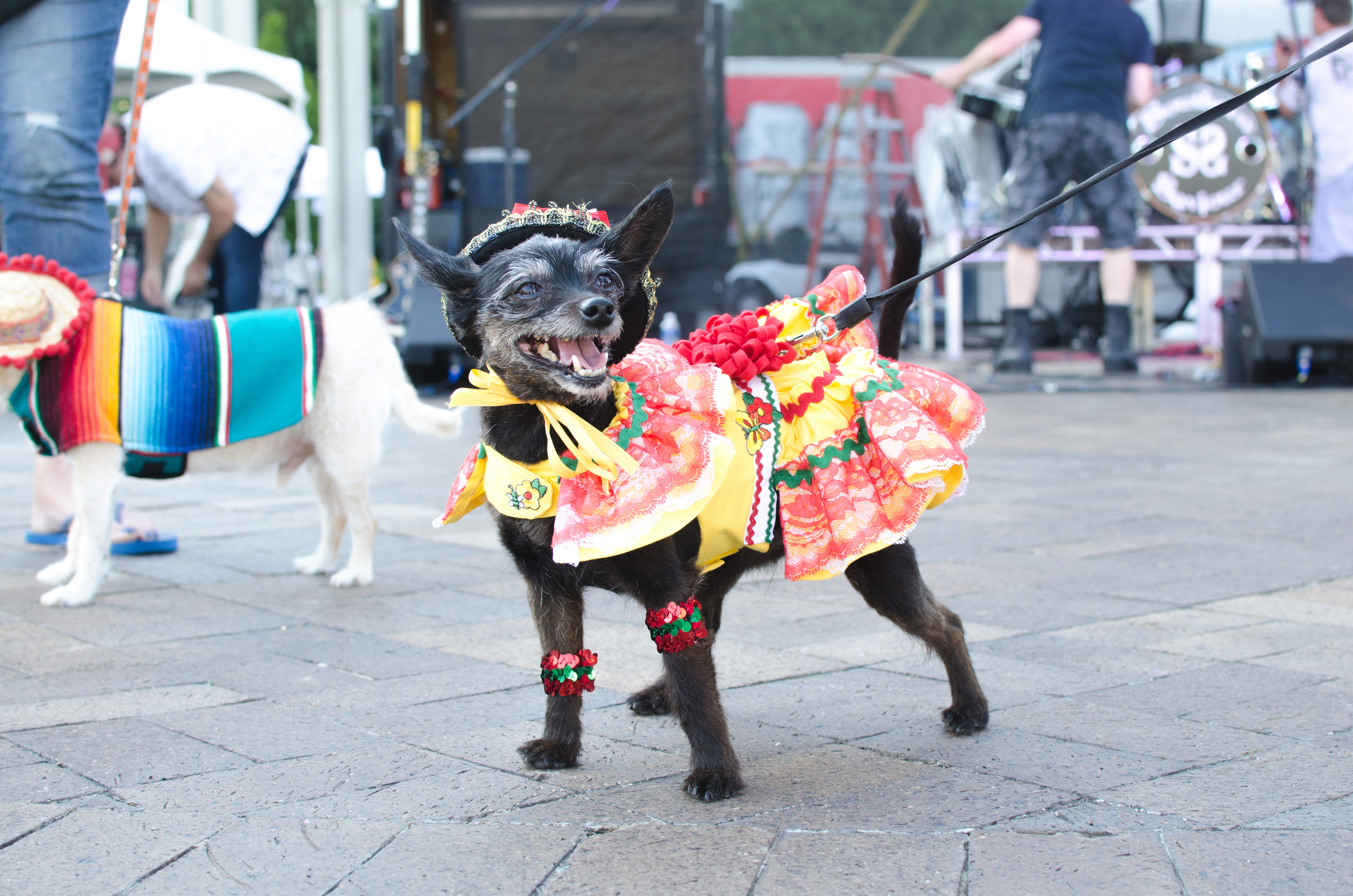 cincinnati taco festival chihuahua contest