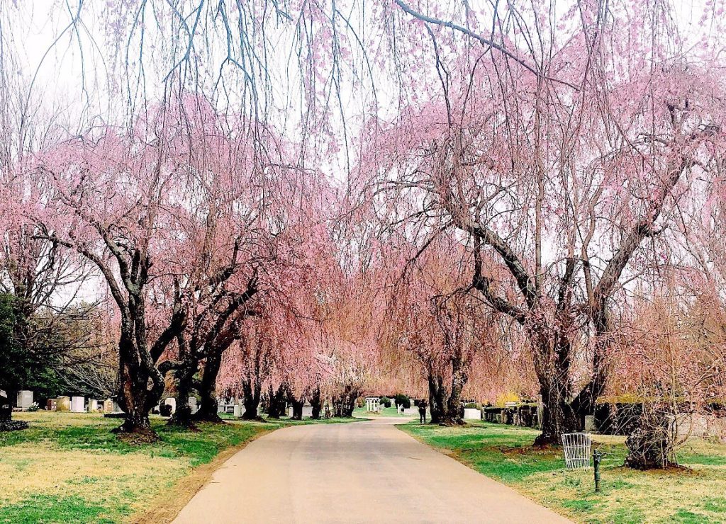 lexington cemetery japanese cherry blossoms