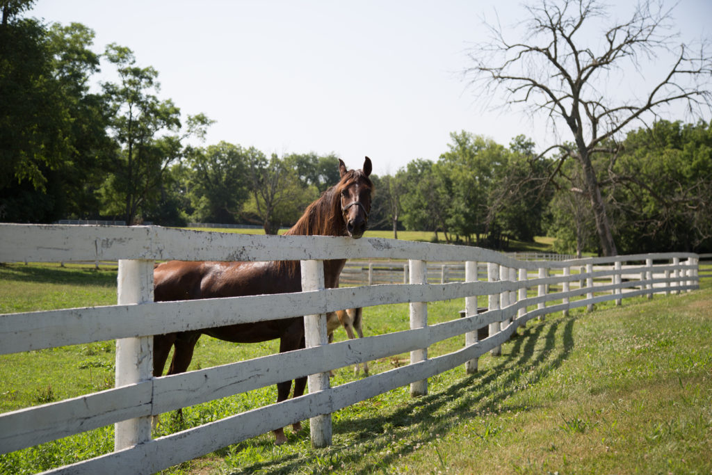 Back in June, I worked with Shelby County Tourism to explore what all Shelby County had to offer. To be honest, I really hadn't spent too much time in Shelby County, or even Shelbyville, except for the events that I've attended at Jeptha Creed. Shelbyville is a short drive from Lexington (only about 45 minutes). If you look around wherever you live, whether it's the city you live in or another state, you can find hidden gems where you may least expect it! #visitshelbyky #travelky #travel #horses #kentucky #tasteky #food #eatkentucky #shelbycounty #shelbyville