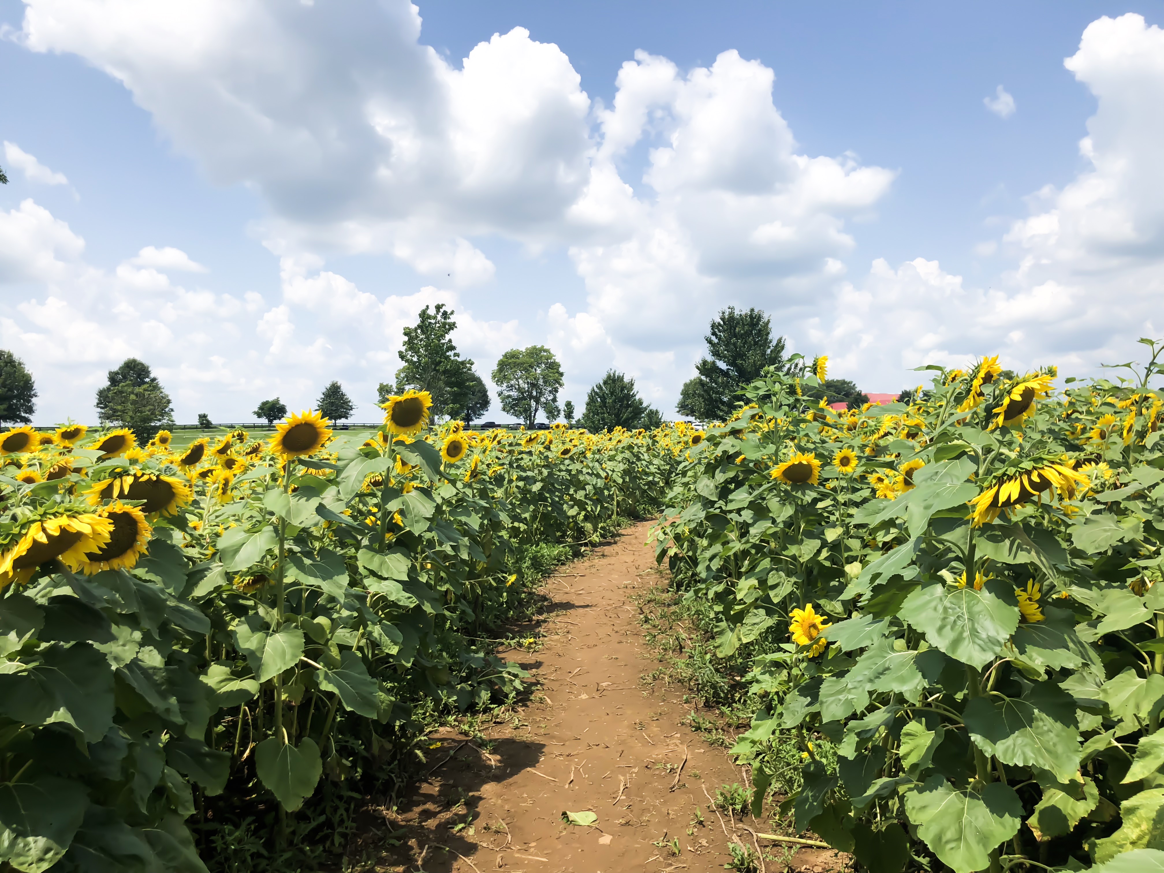 It's the beginning of August and summer is slowly coming to an end. Before we know it, it will be fall, which is my favorite season! However, there are still a couple of weeks left before it's officially fall, so we might as well take advantage of what summer has to offer, while we can! #visitlex #kentucky #sunflowers #summer #celebrate #list #lexingtonky #outdoors #nature