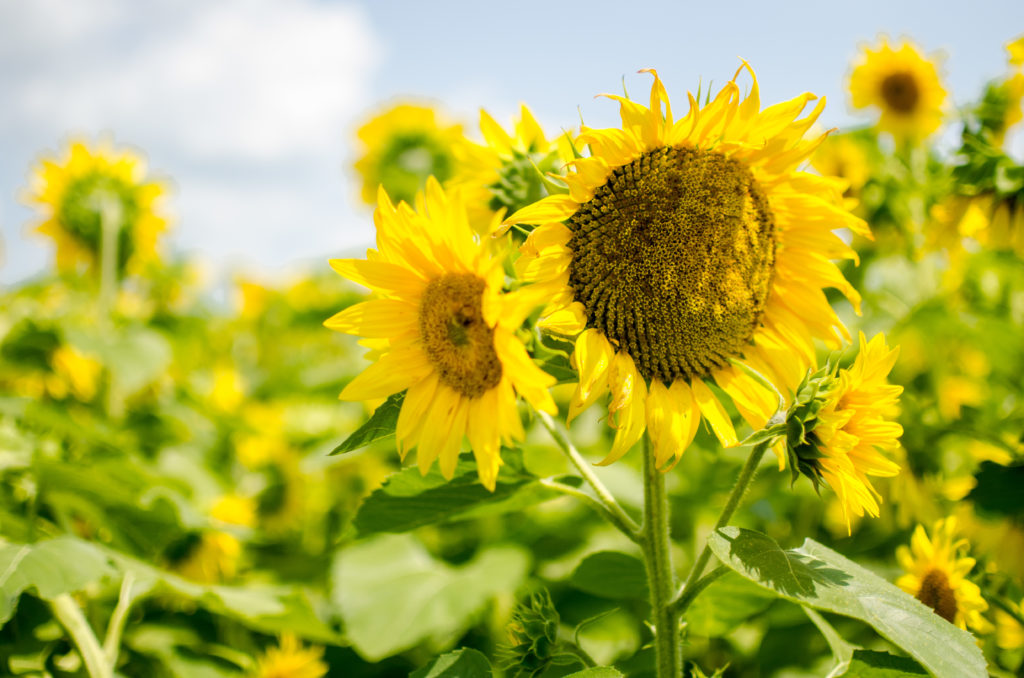 It's the beginning of August and summer is slowly coming to an end. Before we know it, it will be fall, which is my favorite season! However, there are still a couple of weeks left before it's officially fall, so we might as well take advantage of what summer has to offer, while we can! #visitlex #kentucky #sunflowers #summer #celebrate #list #lexingtonky #outdoors #nature