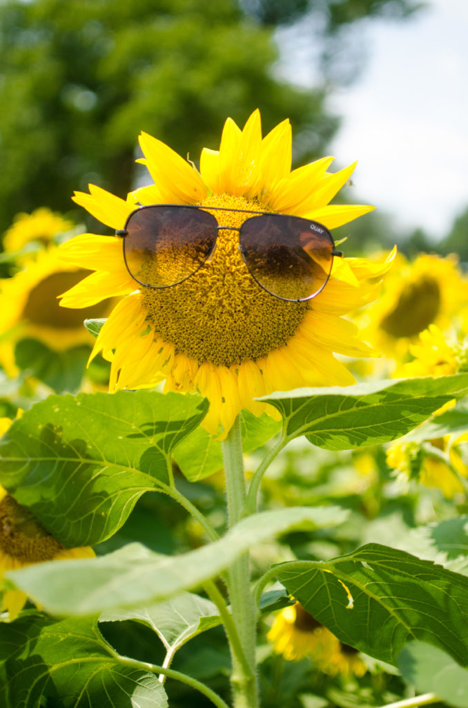 It's the beginning of August and summer is slowly coming to an end. Before we know it, it will be fall, which is my favorite season! However, there are still a couple of weeks left before it's officially fall, so we might as well take advantage of what summer has to offer, while we can! #visitlex #kentucky #sunflowers #summer #celebrate #list #lexingtonky #outdoors #nature