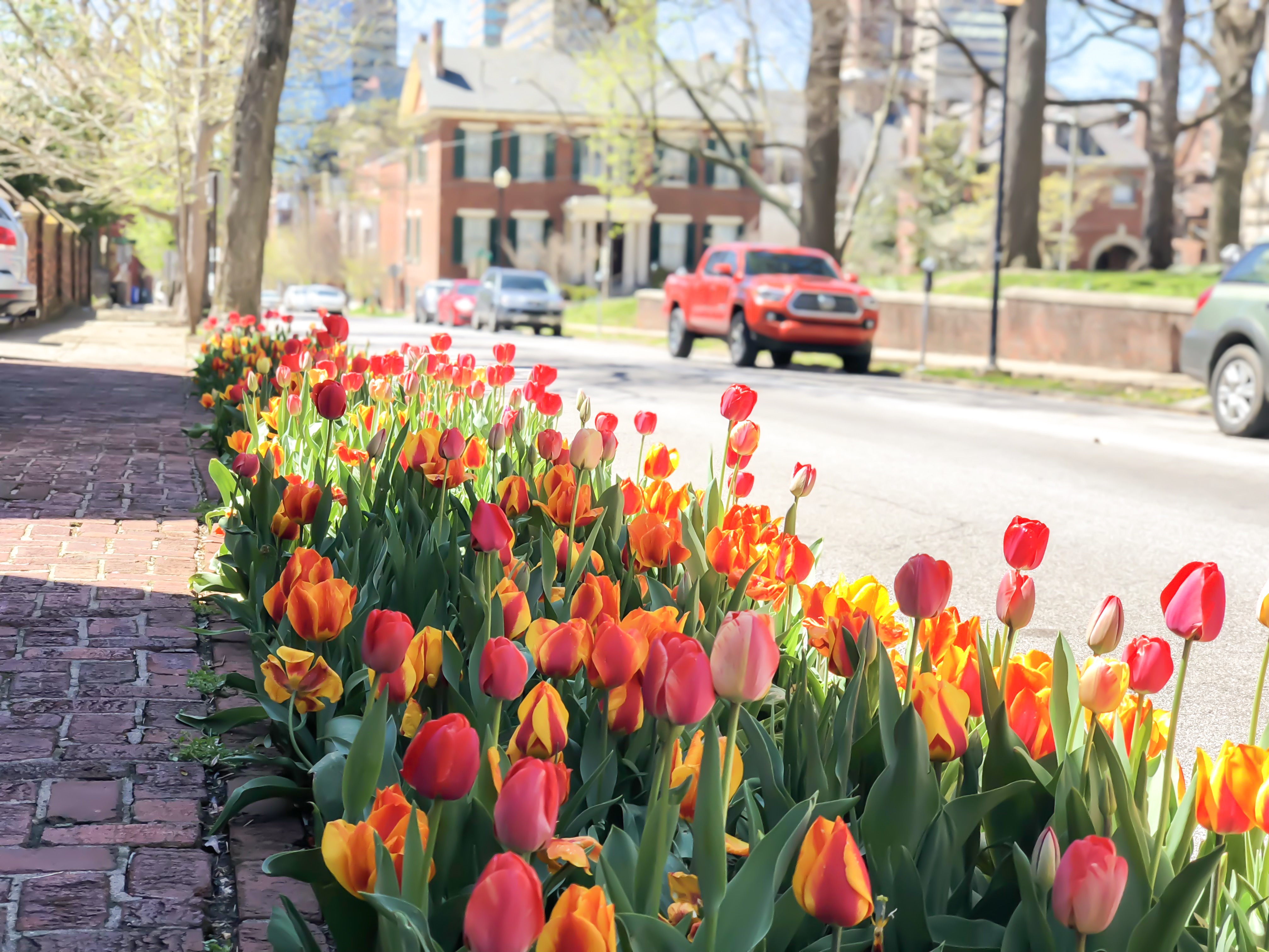 Red and Yellow Tulips in Downtown Lexington, Kentucky