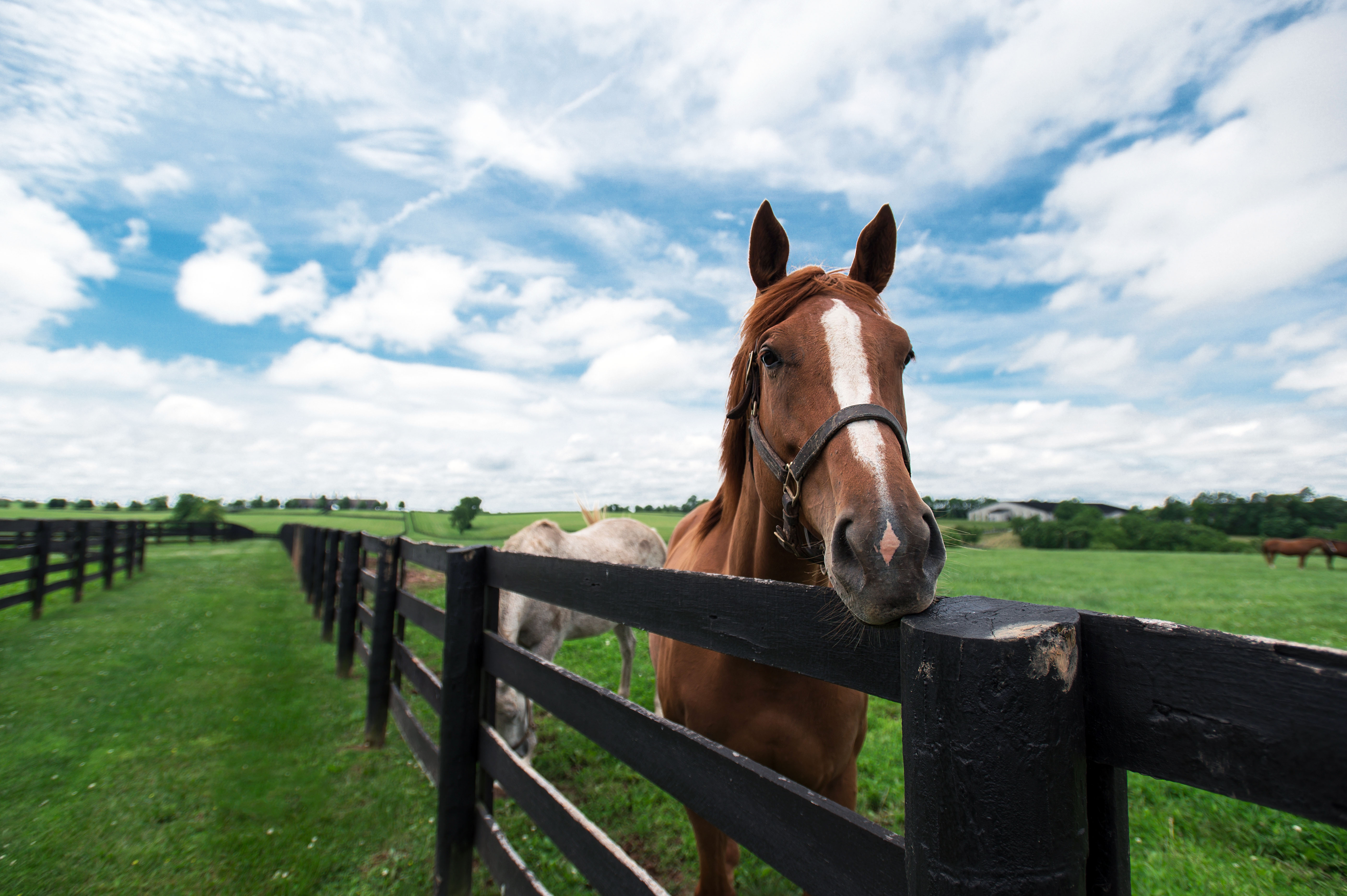 Brown horse standing behind a black fence with sunny skies