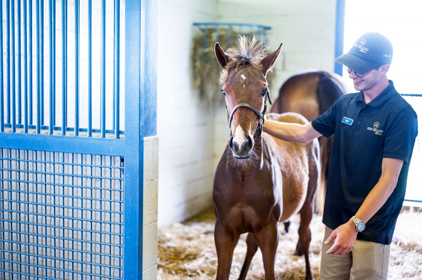 Baby horse in a stall