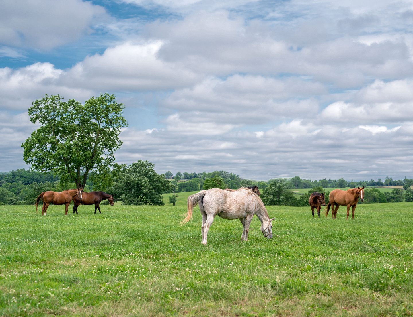 Horses in a field