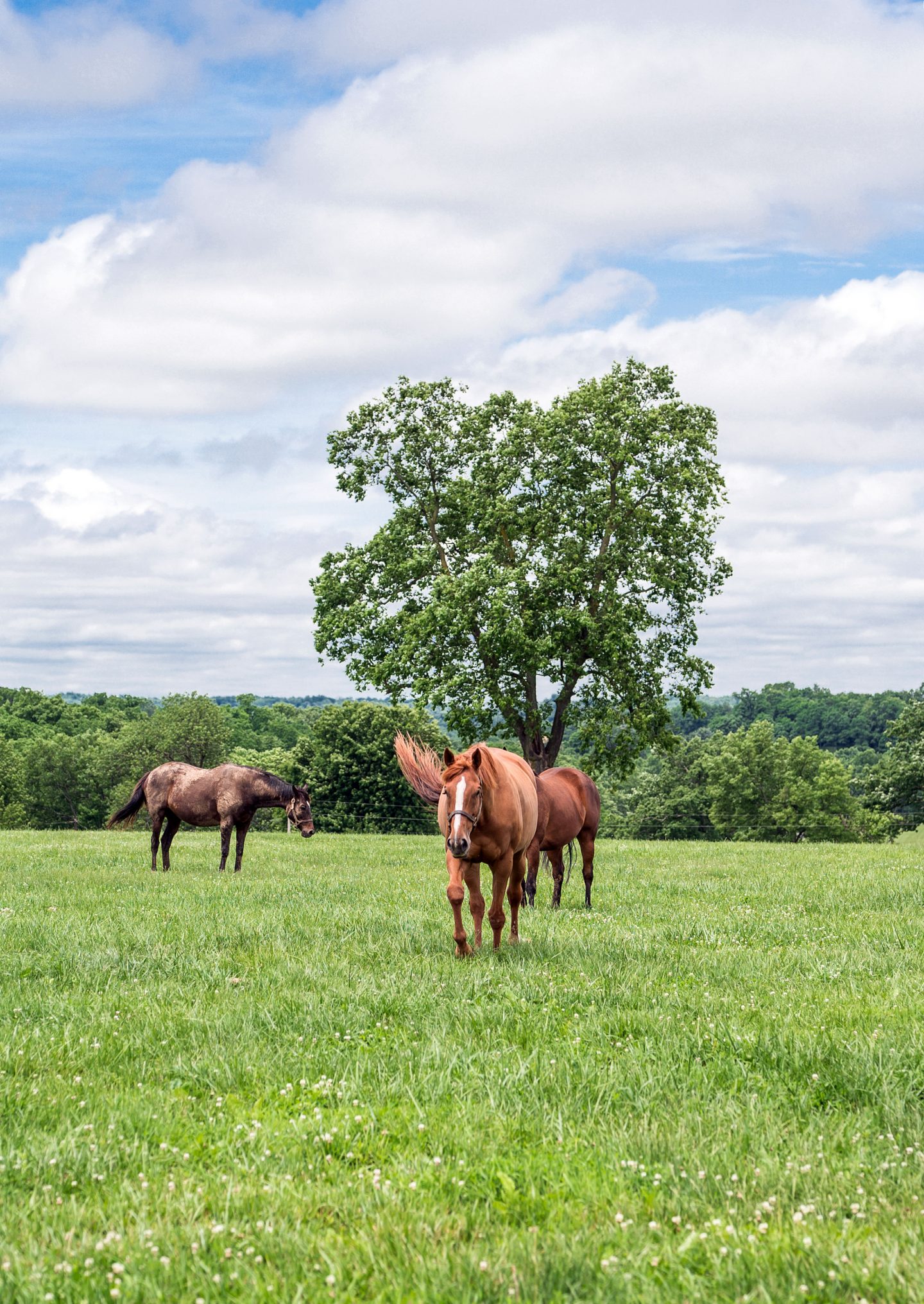 Horses in a field