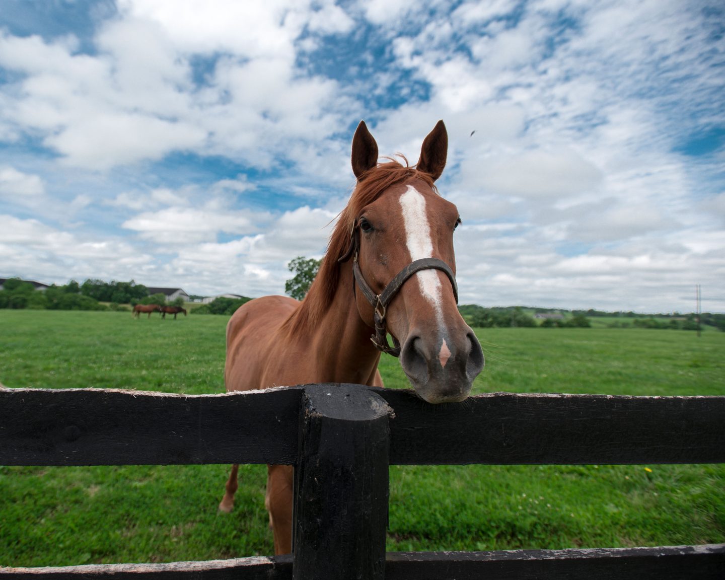 Horse standing behind a fence