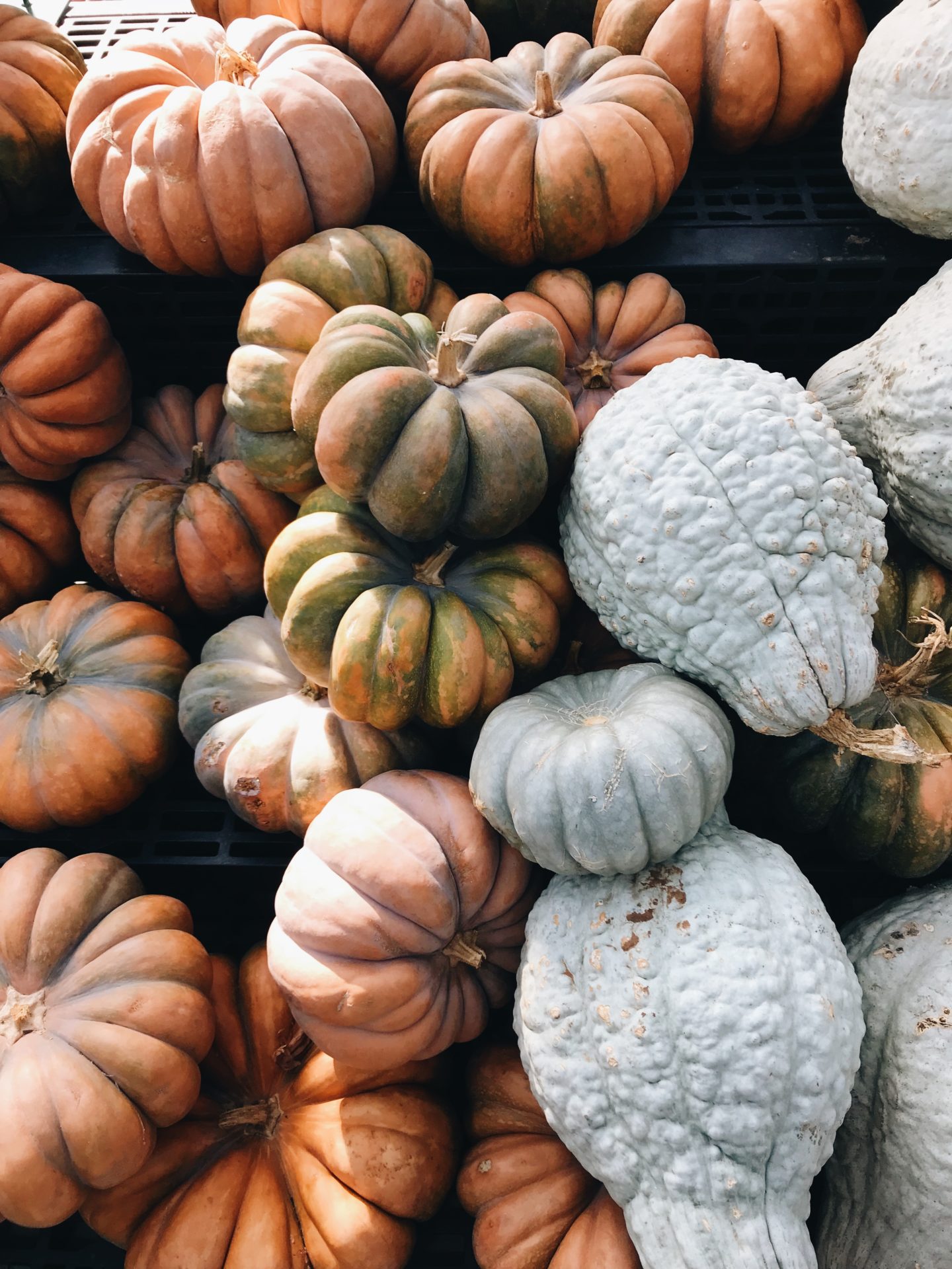 assortment of pumpkins