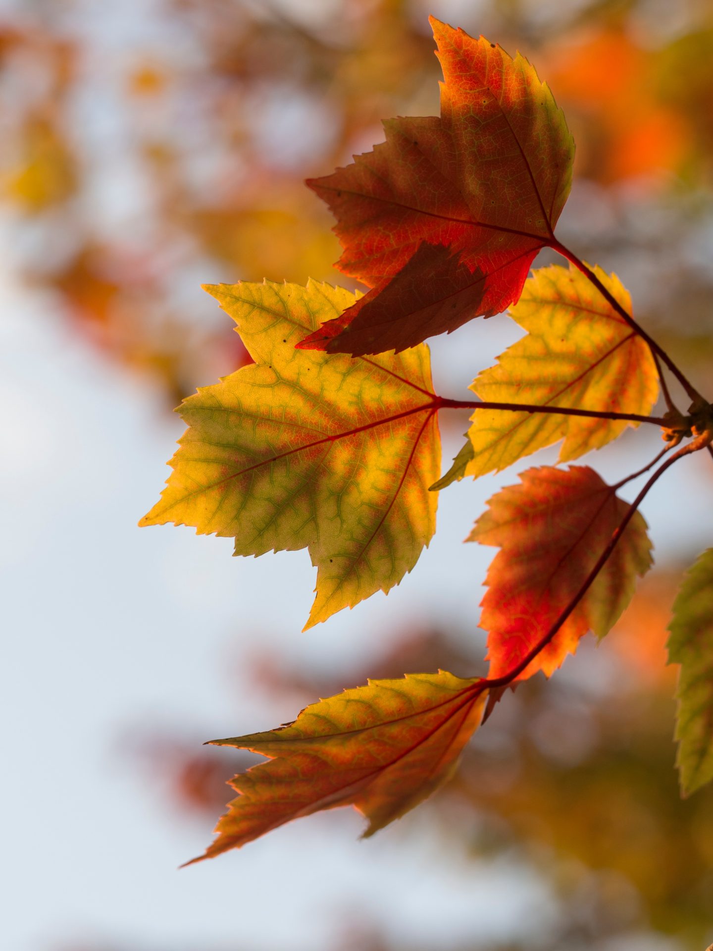 orange and yellow fall leaves