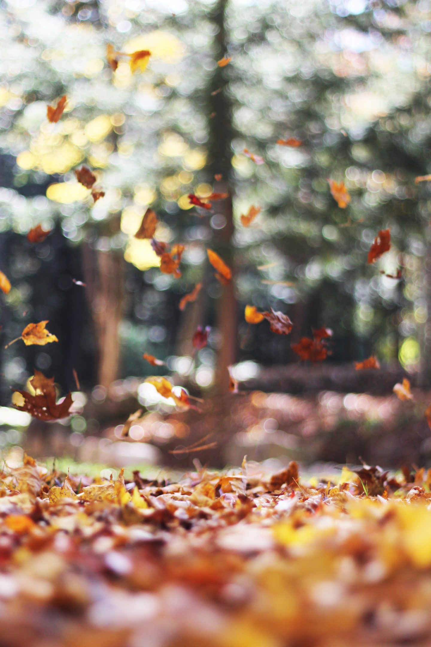 bokeh leaves