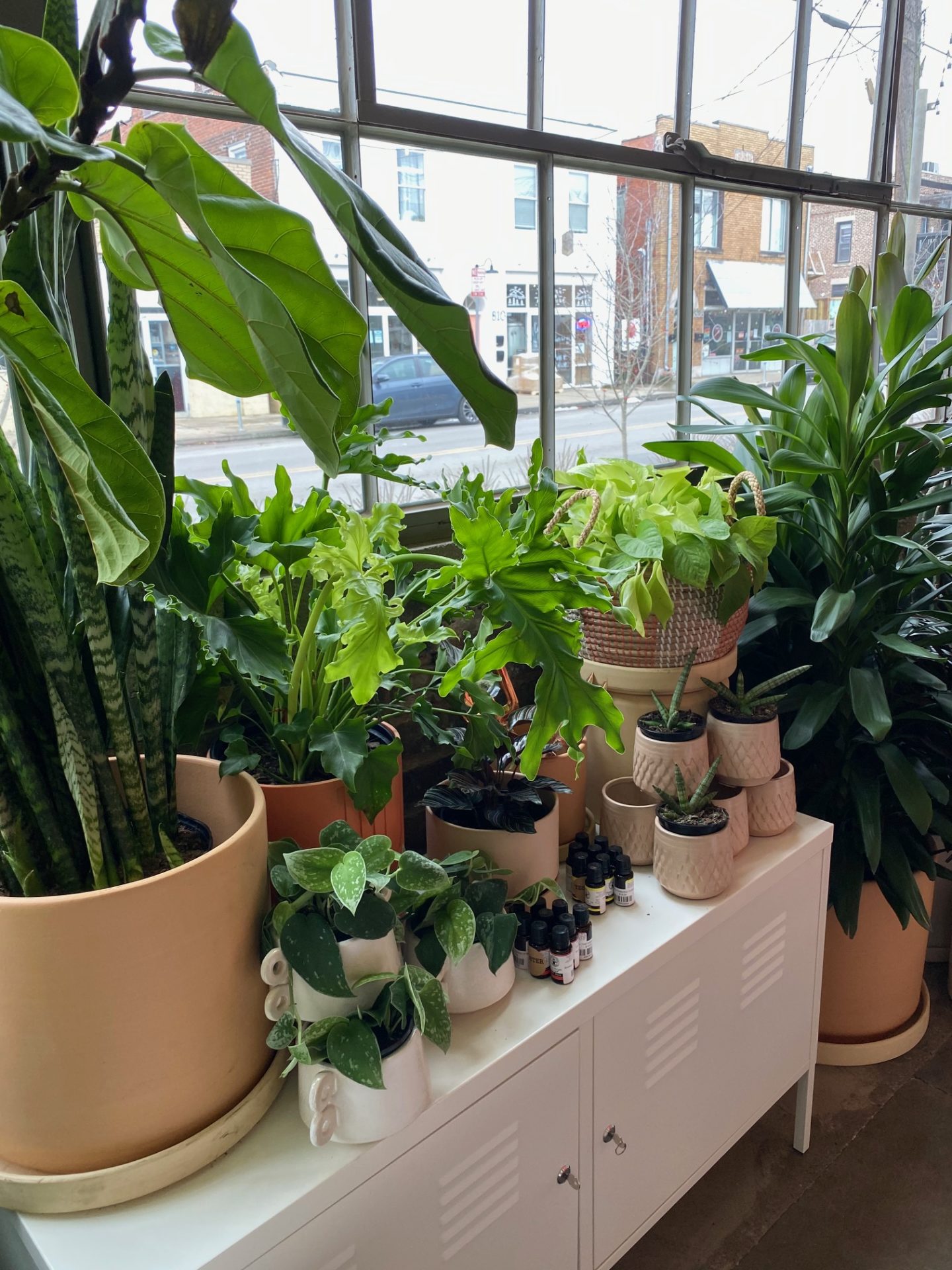 plants in front of a window