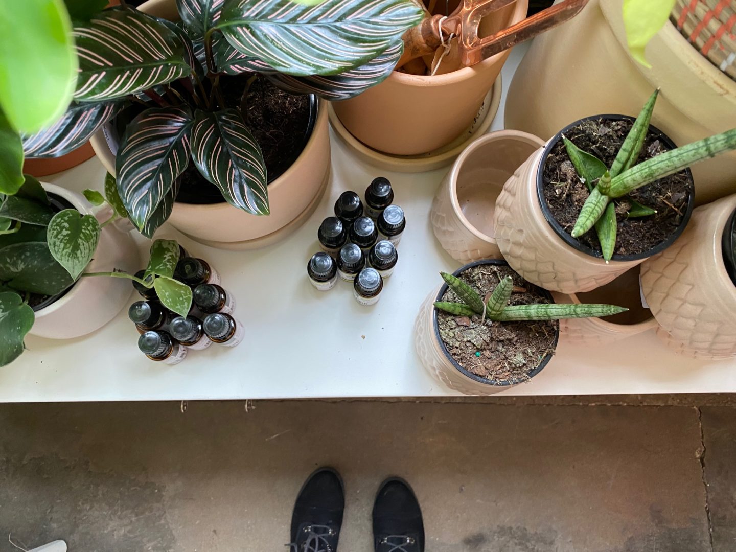 plants on a table
