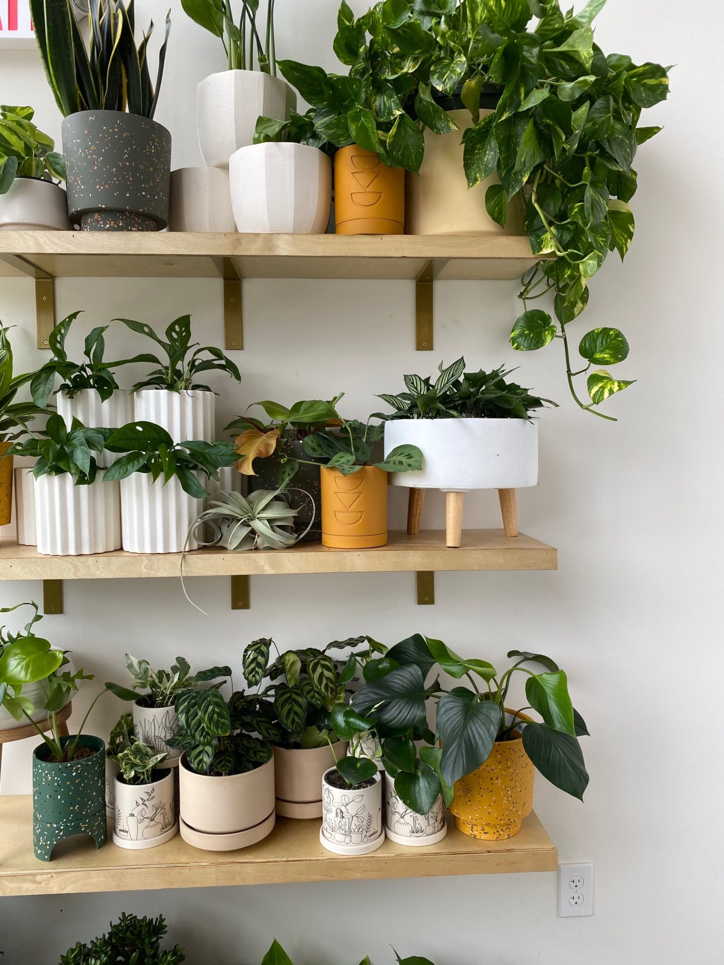 plants on shelves