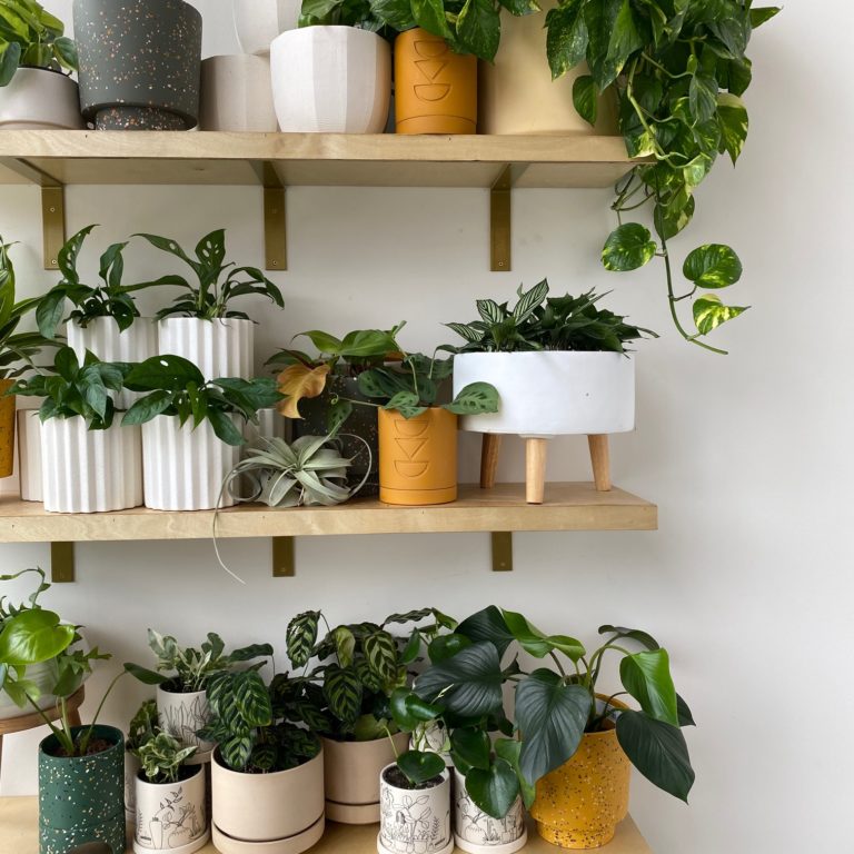 plants on shelves