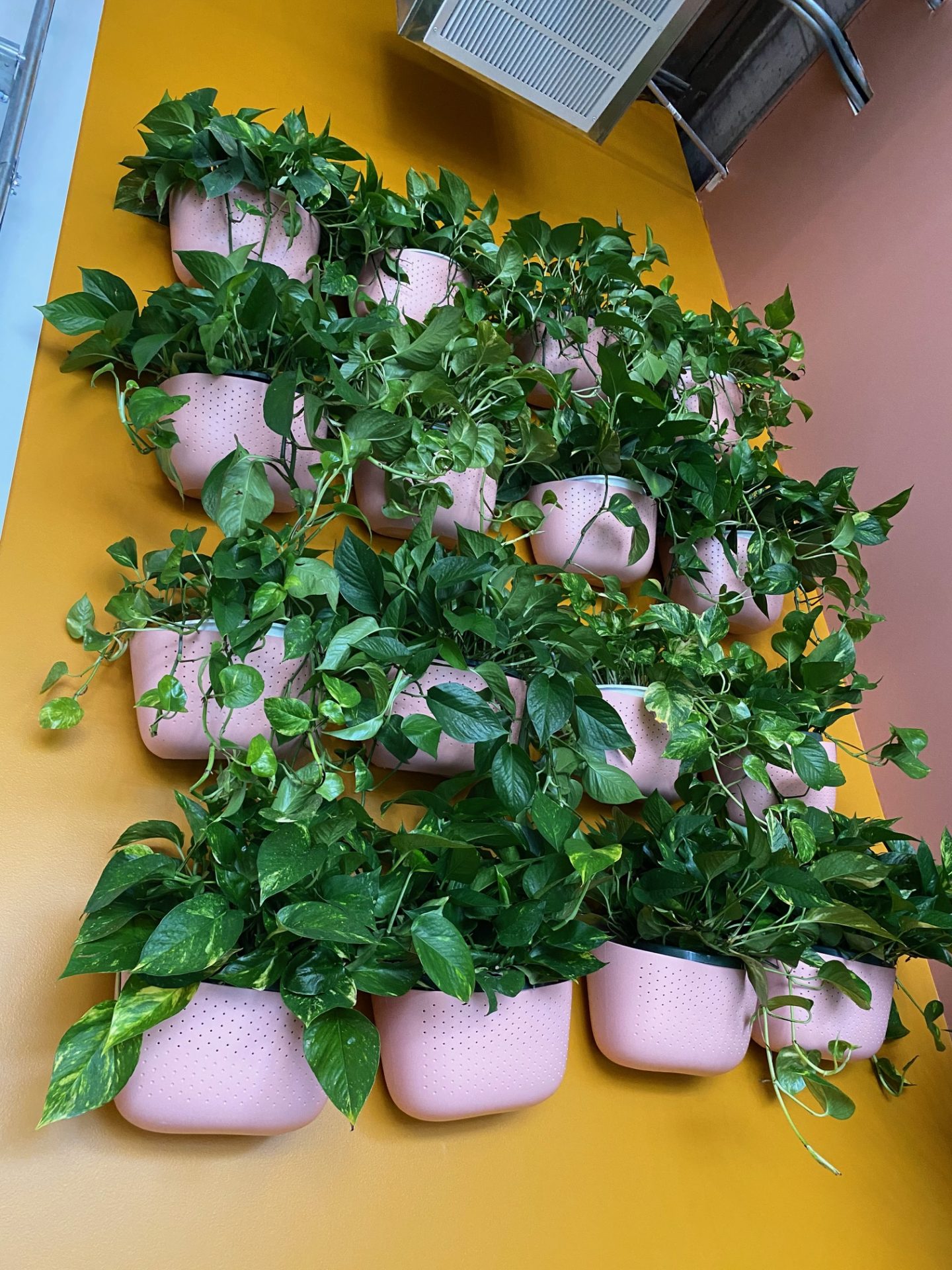 plants on a colorful wall