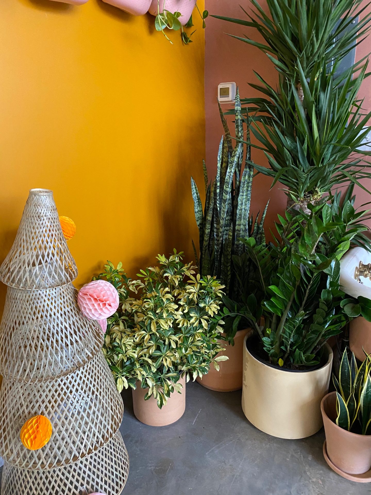 plants against a colorful wall