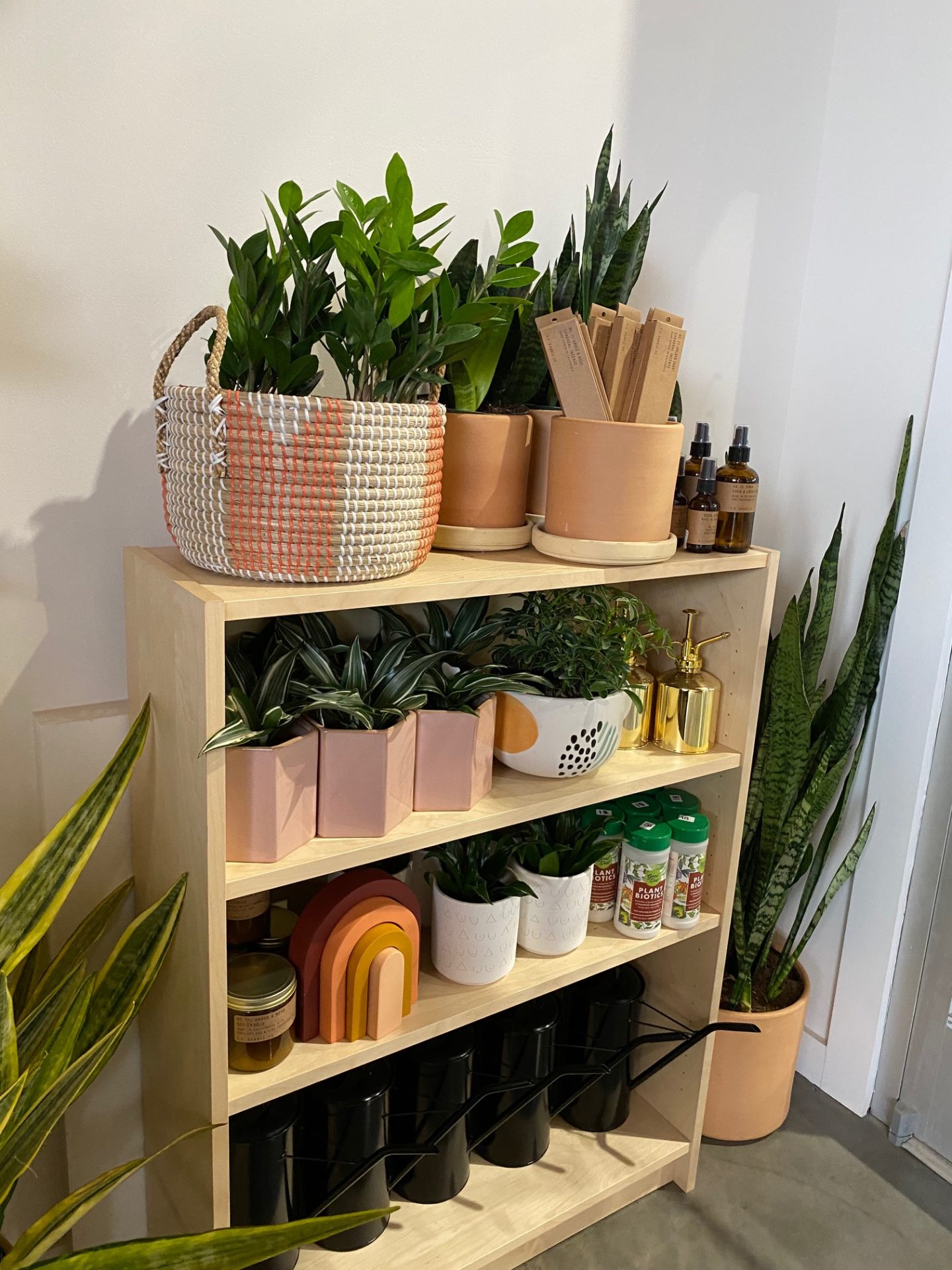 plants on a bookshelf